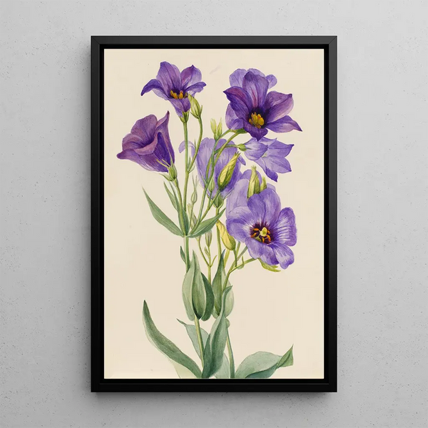 Eustoma russelianum - Mary Vaux Walcott — framed artwork on a wall