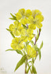 Onagre Oenothera - Mary Vaux Walcott — artwork view