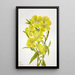 Onagre Oenothera - Mary Vaux Walcott — framed artwork on a wall
