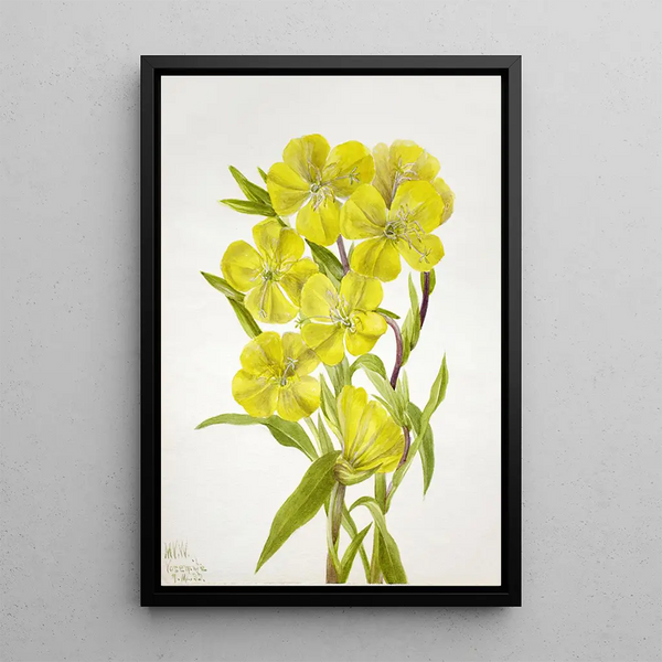Onagre Oenothera - Mary Vaux Walcott — framed artwork on a wall
