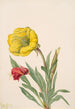 Onagre Oenothera howardi - Mary Vaux Walcott — artwork view