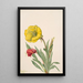 Onagre Oenothera howardi - Mary Vaux Walcott — framed artwork on a wall