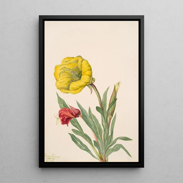 Onagre Oenothera howardi - Mary Vaux Walcott — framed artwork on a wall
