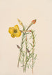 Onagre Oenothera lavandalaefolia - Mary Vaux Walcott — artwork view