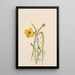 Onagre Oenothera lavandalaefolia - Mary Vaux Walcott — framed artwork on a wall