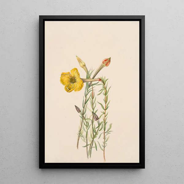 Onagre Oenothera lavandalaefolia - Mary Vaux Walcott — framed artwork on a wall
