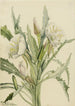 Onagre Pachyoplus hirsutus - Mary Vaux Walcott — artwork view