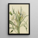 Onagre Pachyoplus hirsutus - Mary Vaux Walcott — framed artwork on a wall