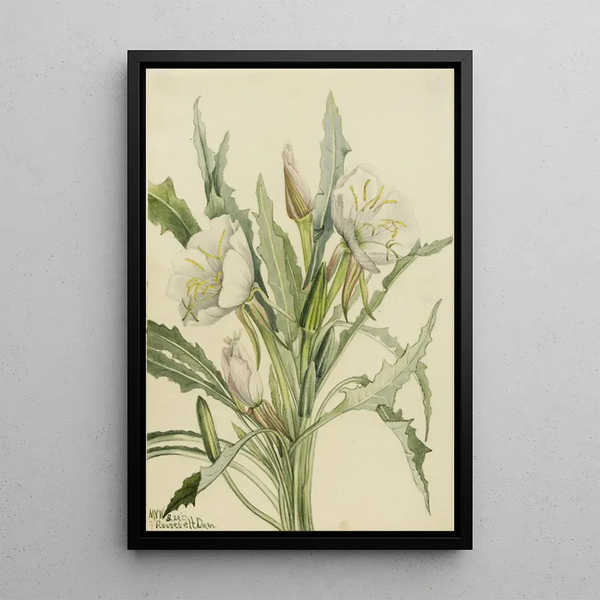Onagre Pachyoplus hirsutus - Mary Vaux Walcott — framed artwork on a wall