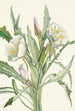 Onagre Pachyloplus hirsutus - Mary Vaux Walcott — artwork view