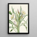 Onagre Pachyloplus hirsutus - Mary Vaux Walcott — framed artwork on a wall
