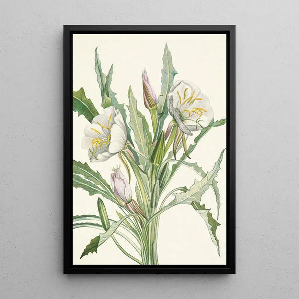 Onagre Pachyloplus hirsutus - Mary Vaux Walcott — framed artwork on a wall