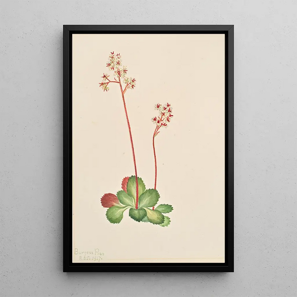 Saxifrage à feuilles persistantes Leptarrhena pyrolifolia - Mary Vaux Walcott — framed artwork on a wall