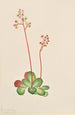 Saxifrage à feuilles persistantes Leptarrhena pyrolifolia - Mary Vaux Walcott — artwork view