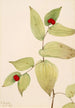 Fairy Bell Painting Disporum trachycarpum - Mary Vaux Walcott — artwork view