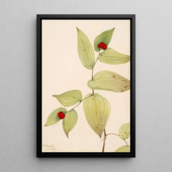 Fairy Bell Painting Disporum trachycarpum - Mary Vaux Walcott — framed artwork on a wall