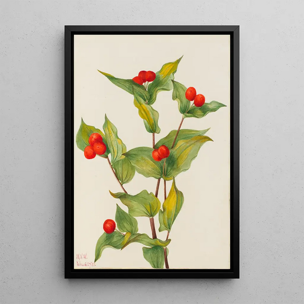 Fairy bells Disporum hookeri - Mary Vaux Walcott — framed artwork on a wall