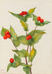 Fairy bells Disporum hookeri - Mary Vaux Walcott — artwork view