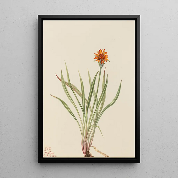 Faux pissenlit Agoseris aurantiaca - Mary Vaux Walcott — framed artwork on a wall