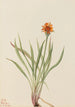 Faux pissenlit Agoseris aurantiaca - Mary Vaux Walcott — artwork view
