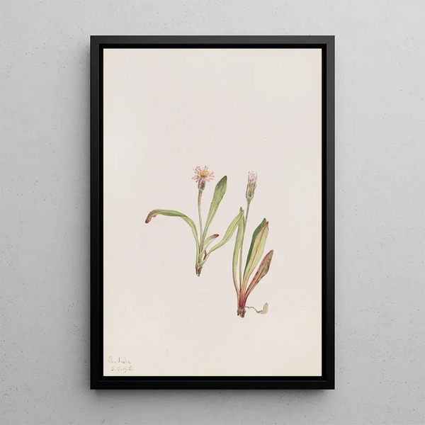 Faux pissenlit Agoseris carnea - Mary Vaux Walcott — framed artwork on a wall