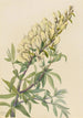 Indigo Faux Painting Baptista bructeata - Mary Vaux Walcott — artwork view