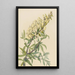 Indigo Faux Painting Baptista bructeata - Mary Vaux Walcott — framed artwork on a wall