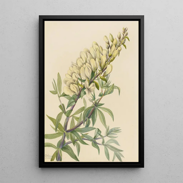 Indigo Faux Painting Baptista bructeata - Mary Vaux Walcott — framed artwork on a wall