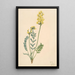 Faux locoweed Oxytropia gracilis - Mary Vaux Walcott — framed artwork on a wall