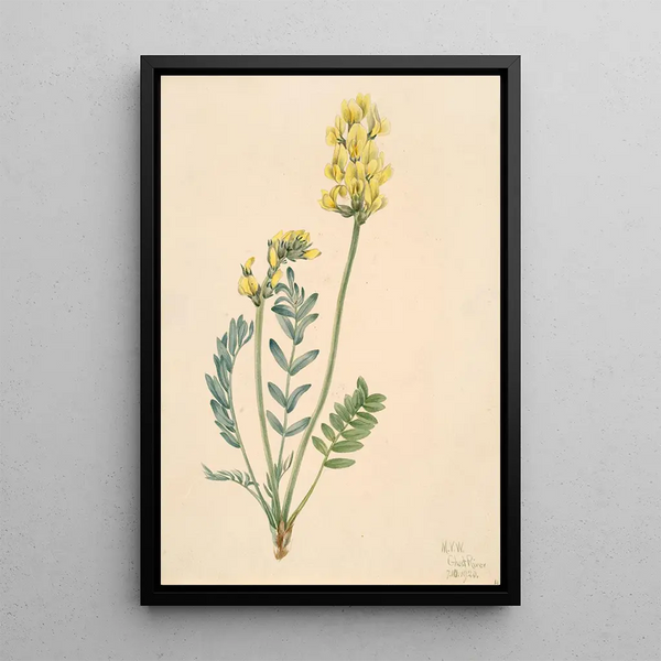 Faux locoweed Oxytropia gracilis - Mary Vaux Walcott — framed artwork on a wall