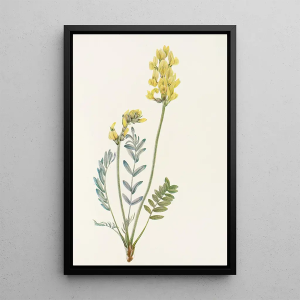 Faux Oxytropis gracilis - Mary Vaux Walcott — framed artwork on a wall
