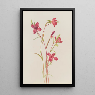 Mary Vaux Walcott - Farewell to Spring Godetia amoena lilja.webp