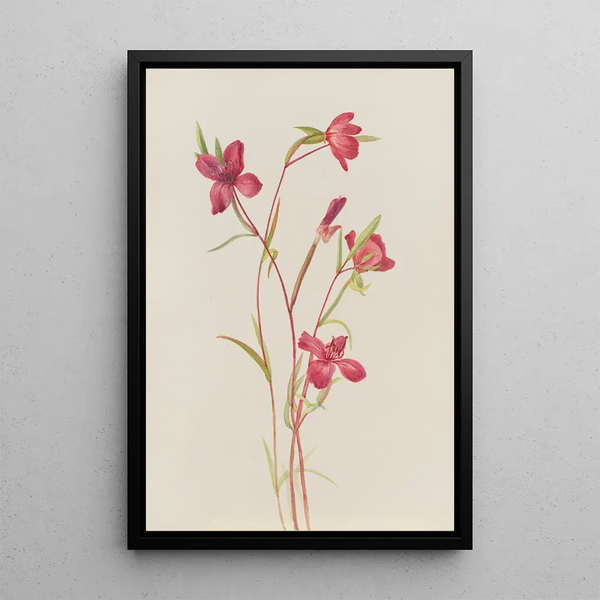 Adieu au printemps Godetia amoena lilja - Mary Vaux Walcott — framed artwork on a wall