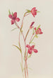 Adieu au printemps Godetia amoena lilja - Mary Vaux Walcott — artwork view