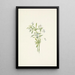 Violette des champs Viola rafinesquii - Mary Vaux Walcott — framed artwork on a wall