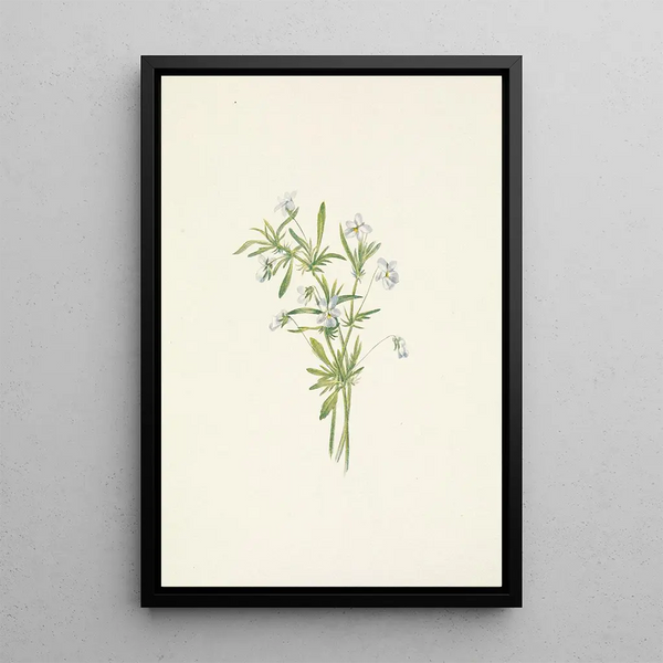Violette des champs Viola rafinesquii - Mary Vaux Walcott — framed artwork on a wall