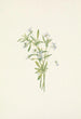 Violette des champs Viola rafinesquii - Mary Vaux Walcott — artwork view
