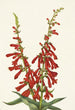 Pentstémon de feu Pentstemon eatonii - Mary Vaux Walcott — artwork view