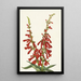 Pentstémon de feu Pentstemon eatonii - Mary Vaux Walcott — framed artwork on a wall