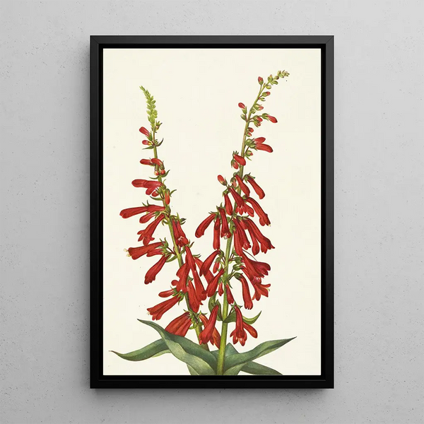 Pentstémon de feu Pentstemon eatonii - Mary Vaux Walcott — framed artwork on a wall