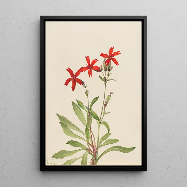 Silène by Virginie Silene virginica - Mary Vaux Walcott — framed artwork on a wall