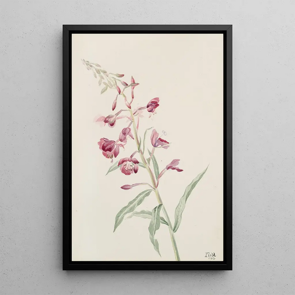 Epilobe en épi Epilobium angustifolium - Mary Vaux Walcott — framed artwork on a wall