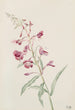 Epilobe en épi Epilobium angustifolium - Mary Vaux Walcott — artwork view