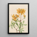 Azalée flamme Azalea lutea - Mary Vaux Walcott — framed artwork on a wall