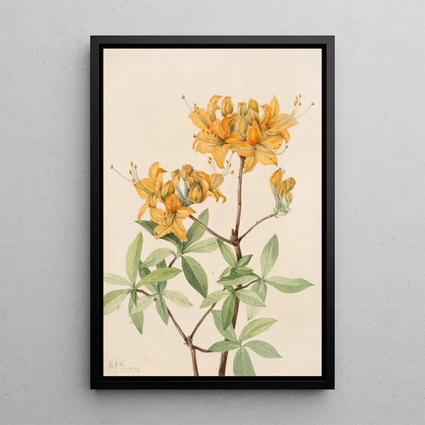 Azalée flamme Azalea lutea - Mary Vaux Walcott — framed artwork on a wall