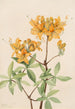 Azalée flamme Azalea lutea - Mary Vaux Walcott — artwork view