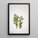 Vergerette à grandes fleurs Erigeron macranthus - Mary Vaux Walcott — framed artwork on a wall
