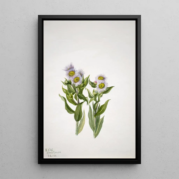 Vergerette à grandes fleurs Erigeron macranthus - Mary Vaux Walcott — framed artwork on a wall