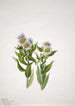 Vergerette à grandes fleurs Erigeron macranthus - Mary Vaux Walcott — artwork view