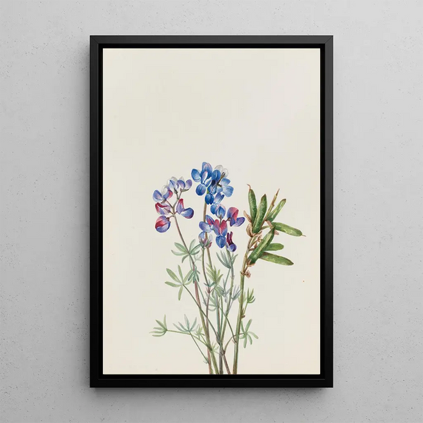 Flower Study - Mary Vaux Walcott — framed artwork on a wall